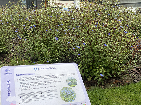 川花之美 世界共赏| 高山蓝雪归故土 成都园艺绽新颜_fororder_图片4