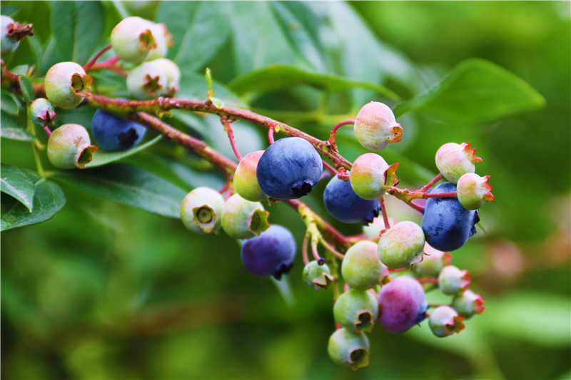 南陽社旗：藍莓産業育出“多薪族”_fororder_生長的藍莓 攝影 王小軍.JPG