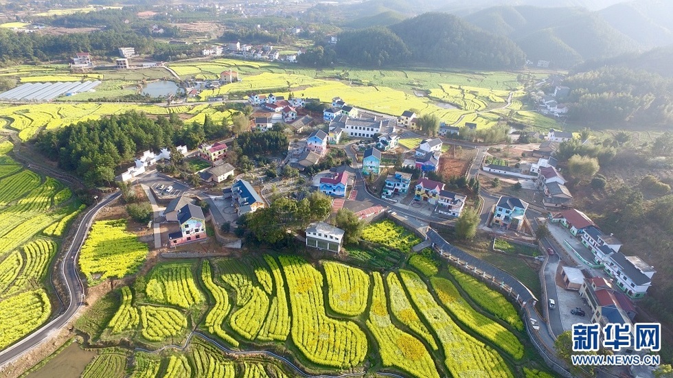农民画之乡万安田北画村 油菜花海里的“童话世界”