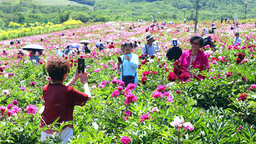延边州安图县举办第二届牡丹文化旅游嘉年华活动