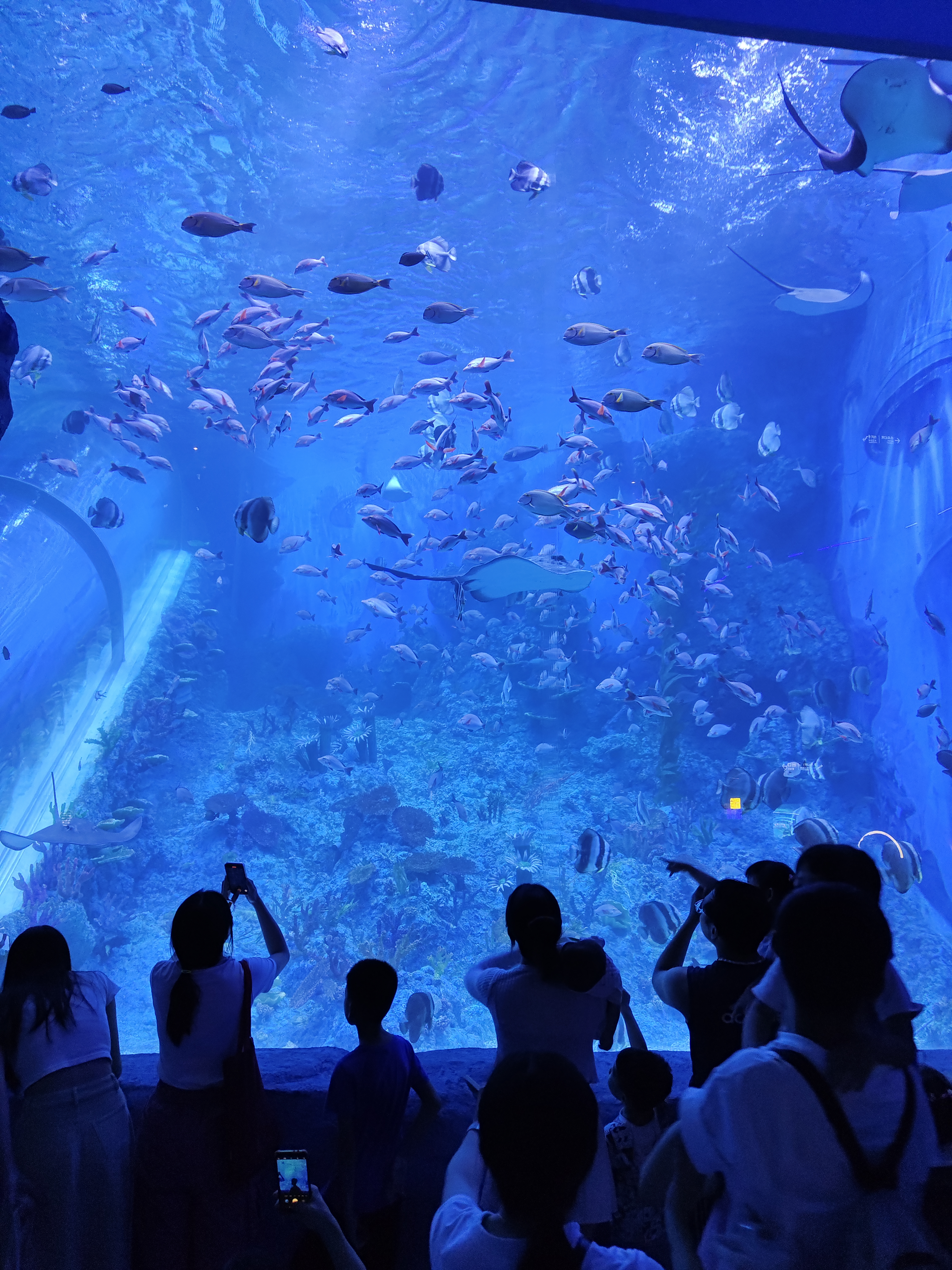 时光流转 记忆重燃 广州海洋馆焕新归来 再续海洋奇缘_fororder_102