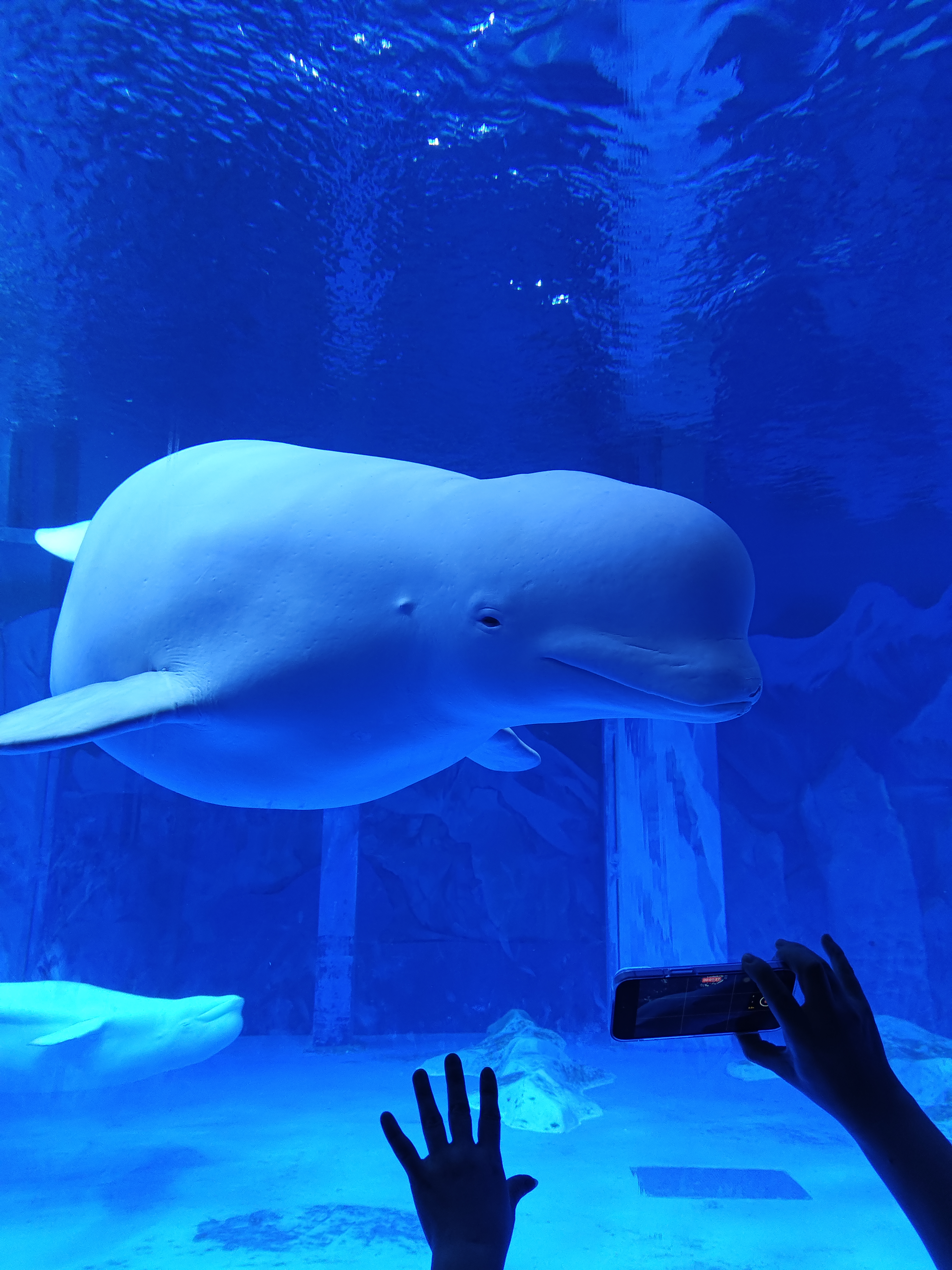 时光流转 记忆重燃 广州海洋馆焕新归来 再续海洋奇缘_fororder_109