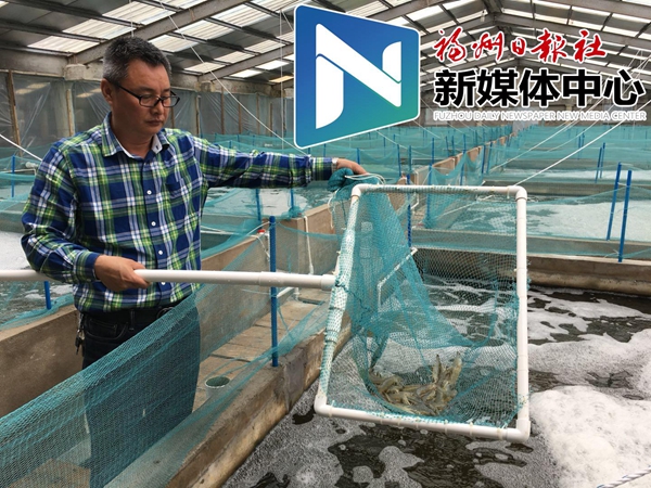 福州推广工厂化养虾 最高每亩年产值可达150万元