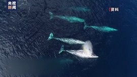 或與環境變化有關 太平洋灰鯨體長20年間縮短1.65米