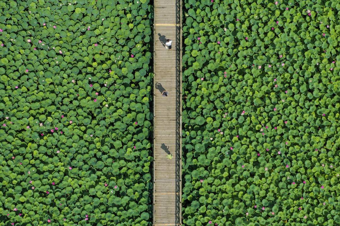 遼河七星湖景區：3000畝荷花如約綻放