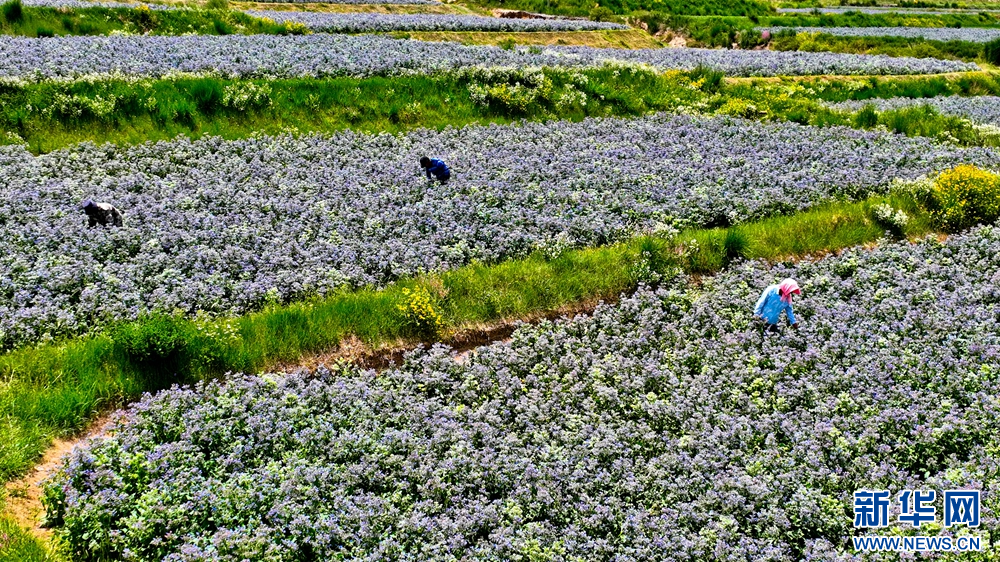 甘肃张掖：花卉制种绽放“美丽经济”_fororder_5