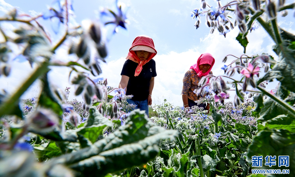 甘肃张掖：花卉制种绽放“美丽经济”_fororder_4