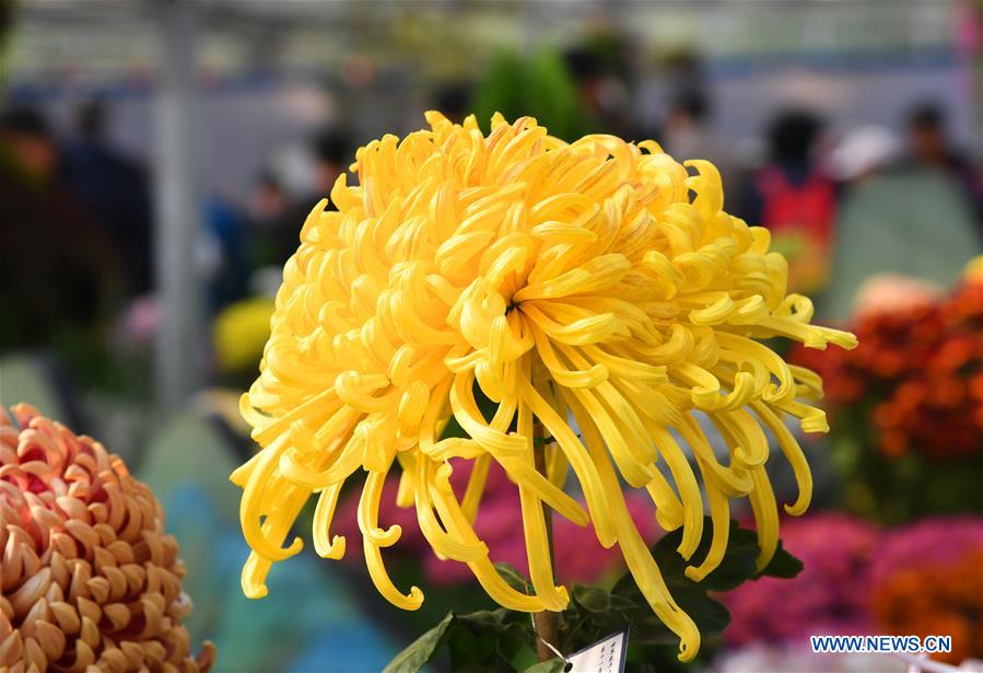 11th cultural festival of chrysanthemum held in Beijing