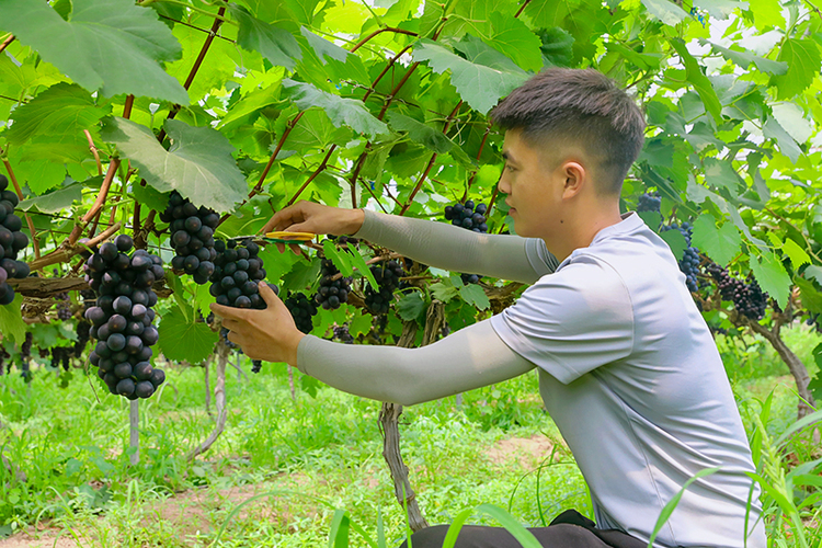 自贡市贡井区迎来葡萄丰收季 幸福采摘园喜迎游客_fororder_5游客体验葡萄采摘