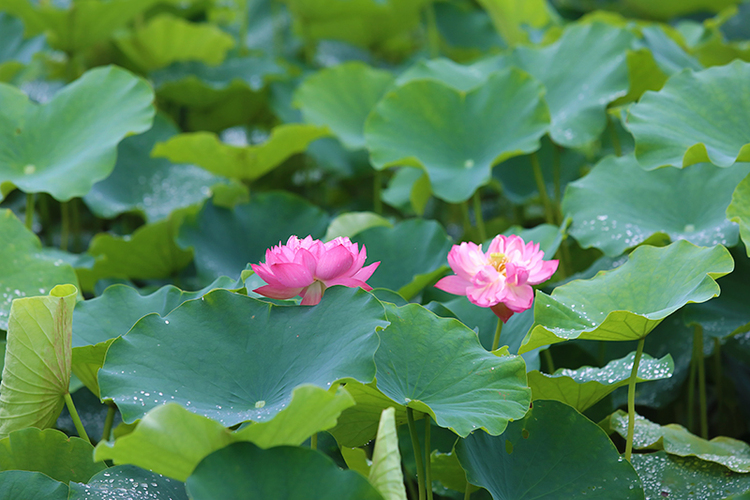 自贡市贡井区荷花盛开迎客来 夏日赏荷正当时_fororder_5荷花盛开