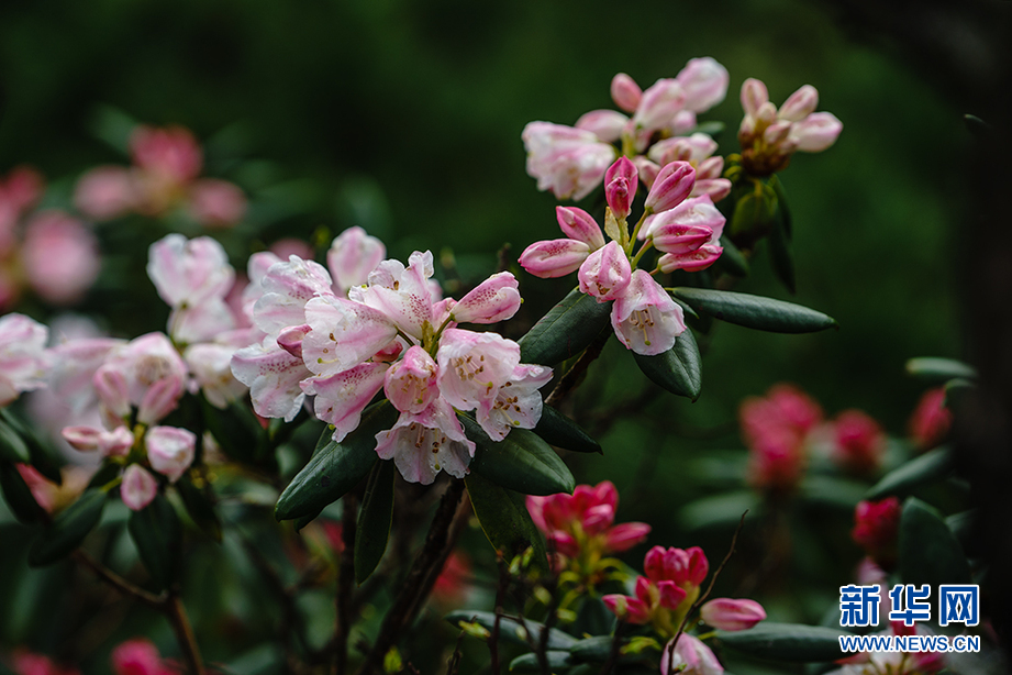 人间四月芳菲尽 深山杜鹃始盛开