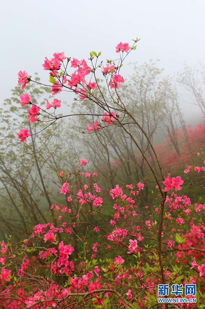 人间四月芳菲尽 深山杜鹃始盛开