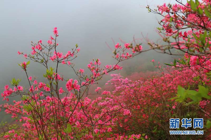 人间四月芳菲尽 深山杜鹃始盛开