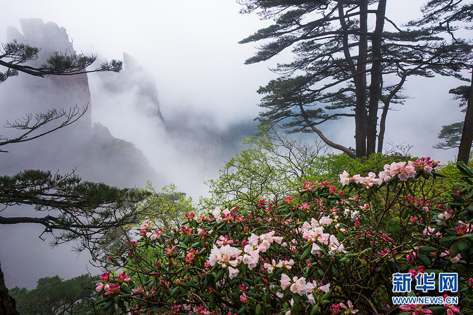 人间四月芳菲尽 深山杜鹃始盛开