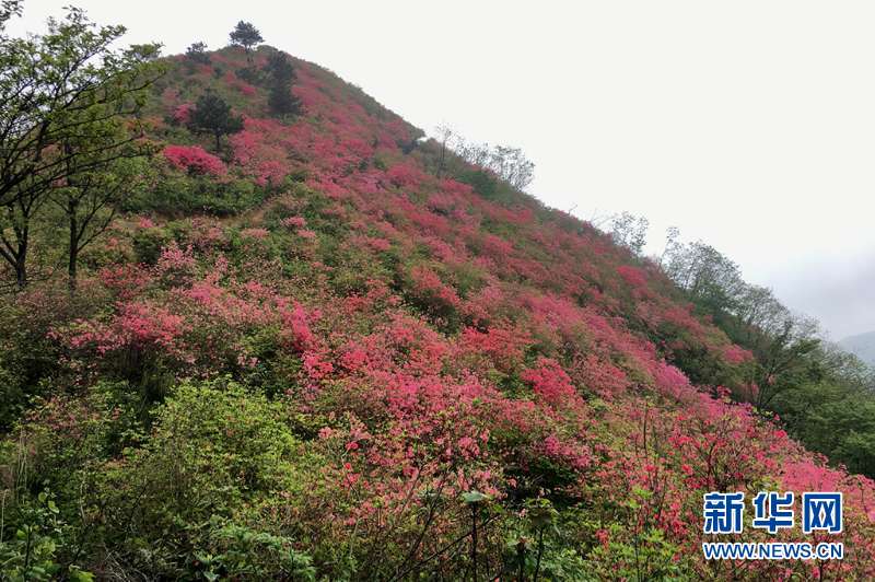 人间四月芳菲尽 深山杜鹃始盛开