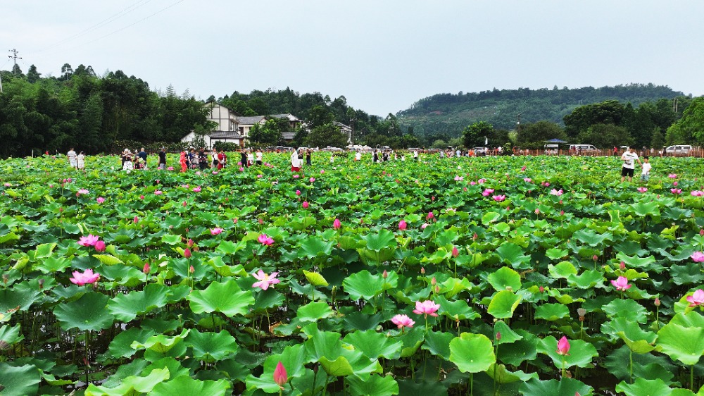 重庆：3000亩荷花绽放 “花经济”助力乡村游