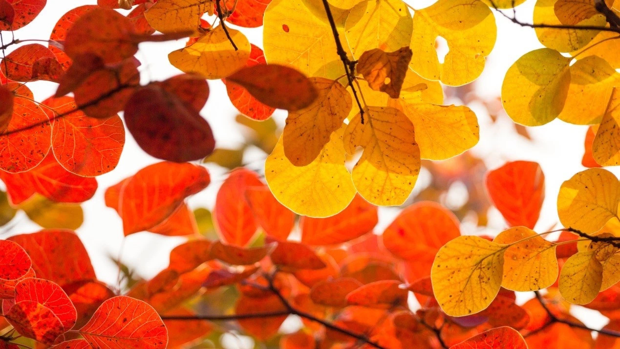 图片默认标题_fororder_微信图片_201911051446028