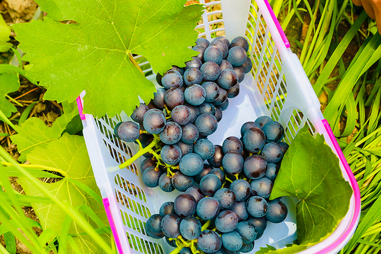 自贡市贡井区迎来葡萄丰收季 幸福采摘园喜迎游客_fororder_6新鲜多汁的葡萄