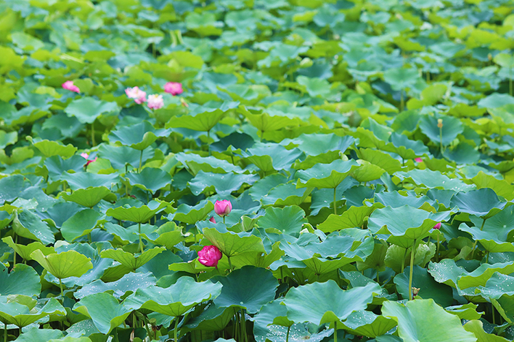 自贡市贡井区荷花盛开迎客来 夏日赏荷正当时_fororder_4荷花盛开