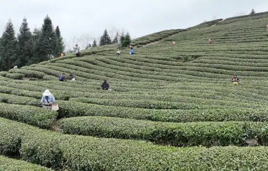 六盤水市六枝特區茶産業發展讓綠葉變“金葉”_fororder_微信圖片_20240626163218