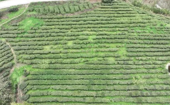 六盤水市六枝特區茶産業發展讓綠葉變“金葉”_fororder_微信圖片_20240626163216