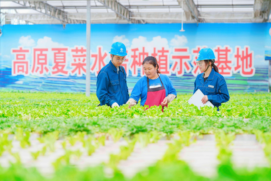 Lanzhou's Highland Vegetable Boom: Stable Power Supply Ensures Production and Sales_fororder_图他片1