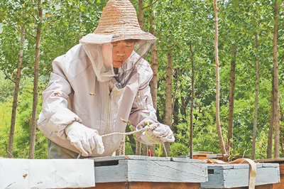 河南省新鄉市黃寨村村民李衛祥：跟父親學養蜂 做直播幫鄉親