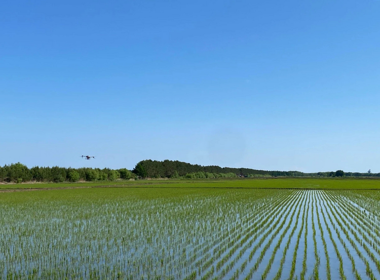 北大荒農業股份八五九分公司：田間綠意濃 夏管正當時