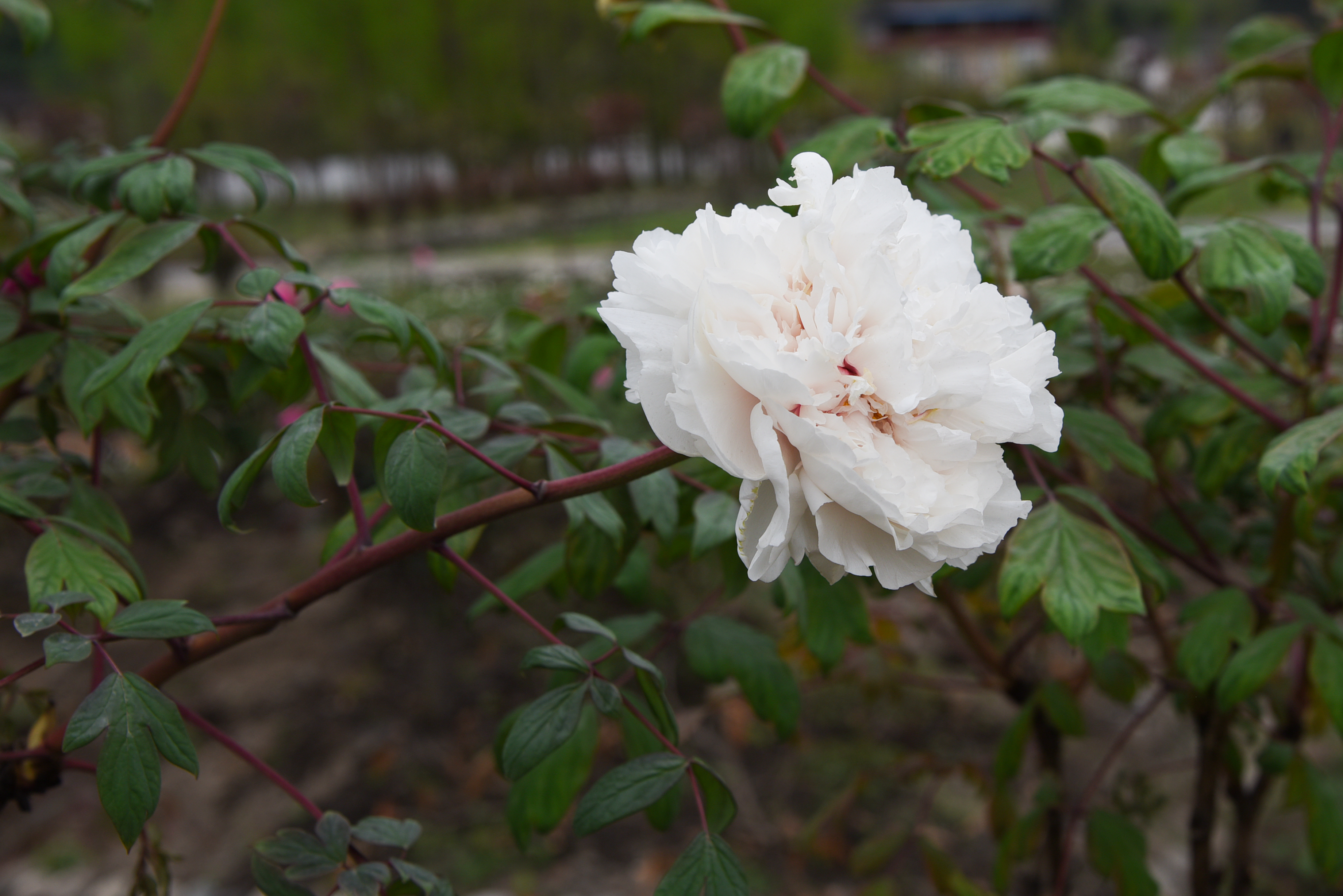 擦亮“天彭牡丹”名片 成都市植物园与彭州市签订天彭牡丹保育合作协议_fororder_天彭牡丹玉楼子  供图 成都市公园城市建设管理局