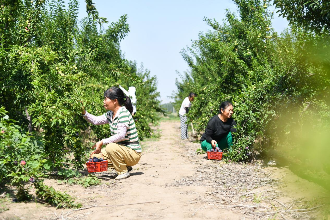 邯郸冀南新区：水果“上新”助力乡村振兴_fororder_图片1