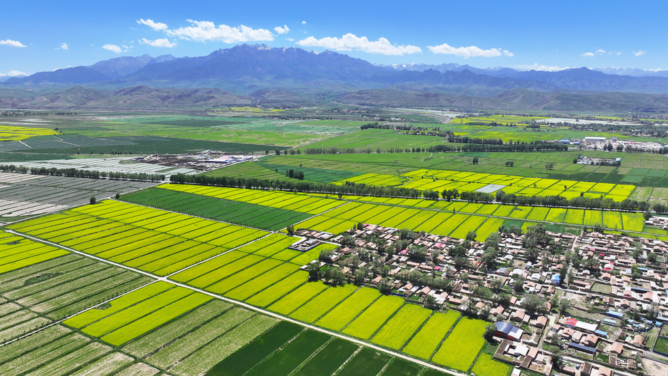 甘肃张掖民乐:夏日慢时光 油菜花竞开