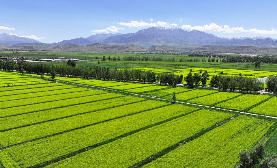 甘肃张掖民乐:夏日慢时光 油菜花竞开