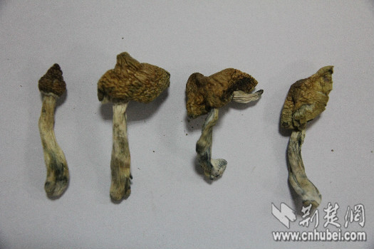 新型毒品致幻蘑菇 通讯员 刘丹琳 摄   花一般的年纪却进了班房,这