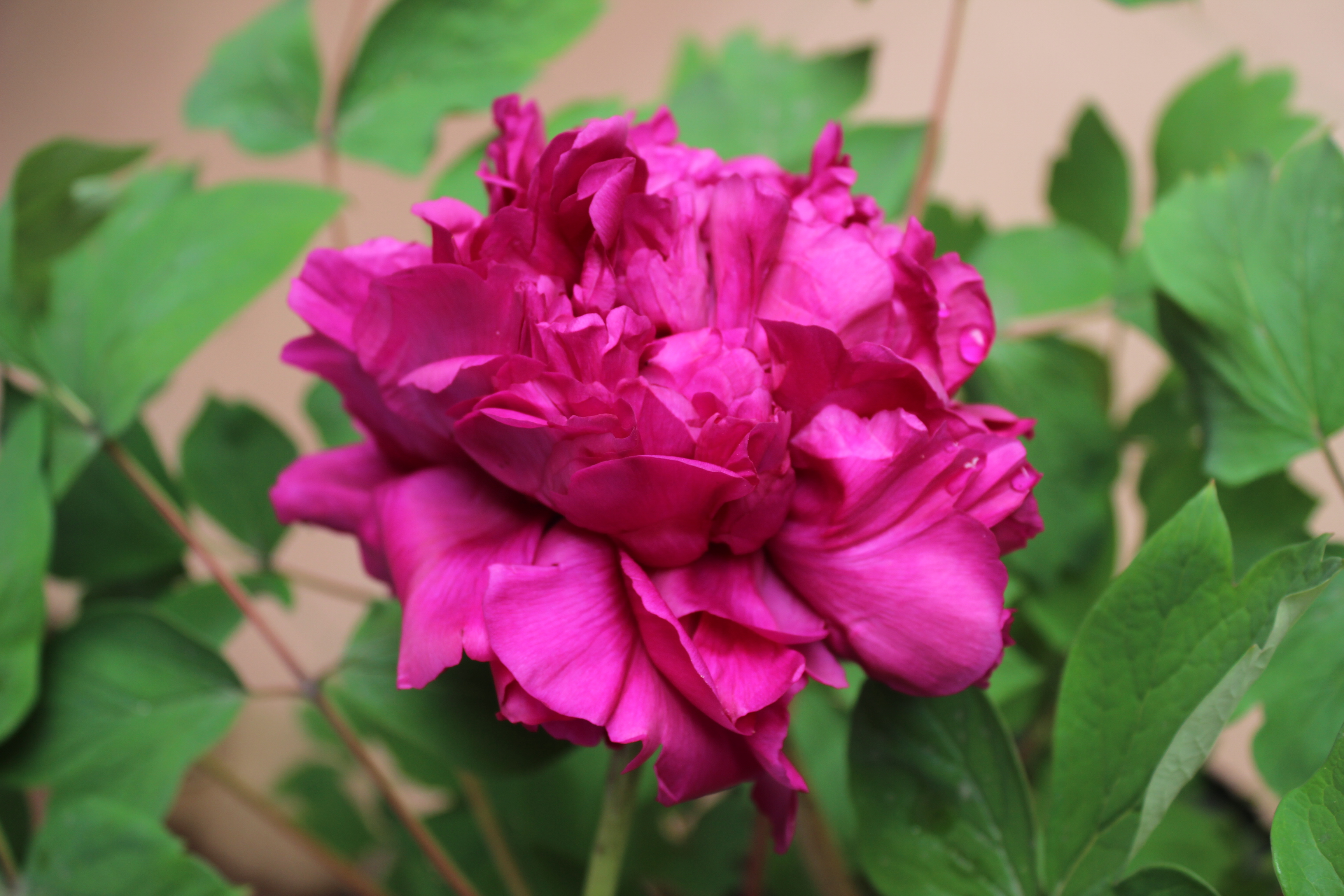 擦亮“天彭牡丹”名片 成都市植物园与彭州市签订天彭牡丹保育合作协议_fororder_天彭牡丹彭州紫 供图 成都市公园城市建设管理局