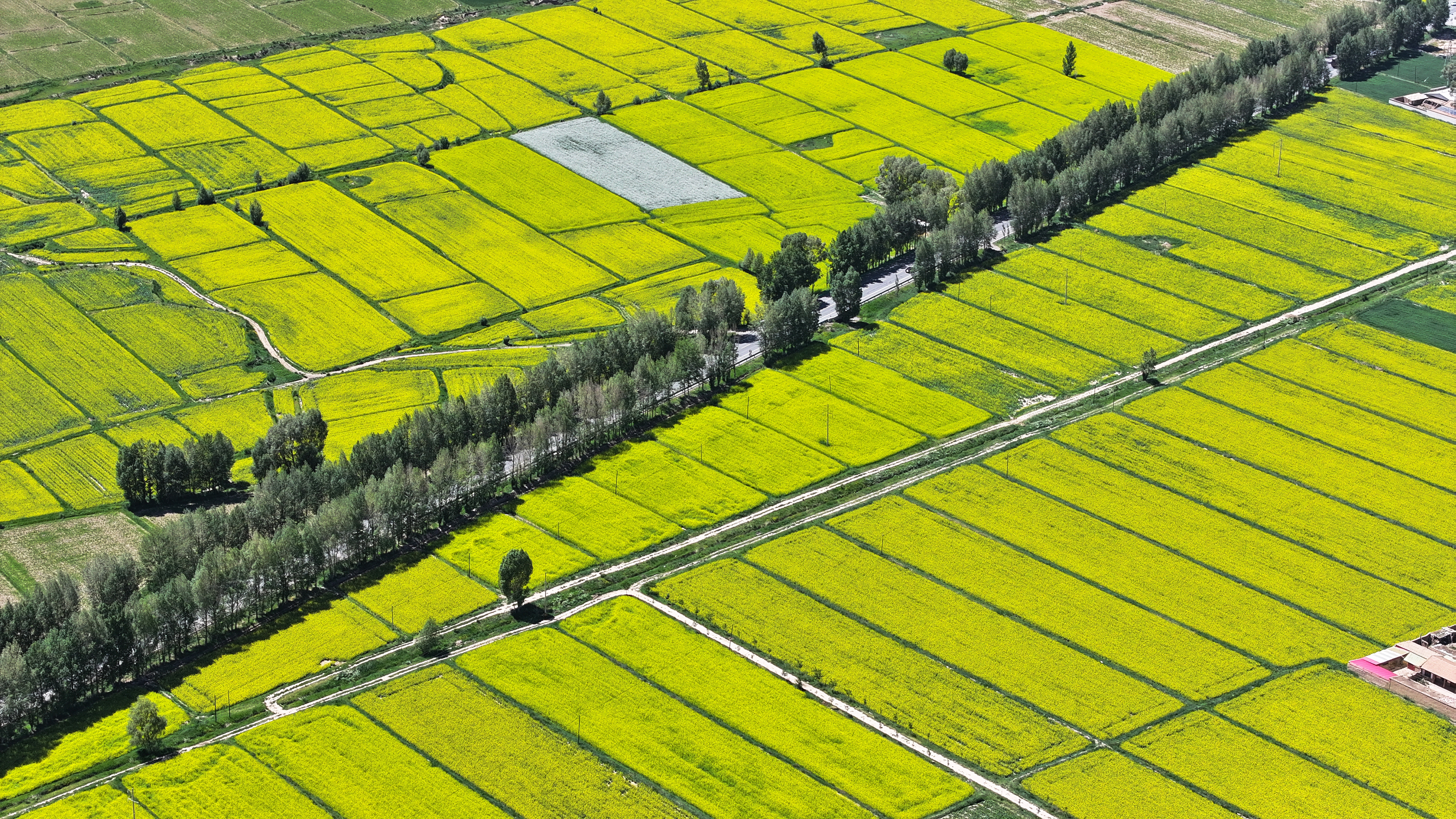 【原创】甘肃张掖民乐：夏日慢时光 油菜花竞开_fororder_DJI_20240624145415_0330_D.JPG