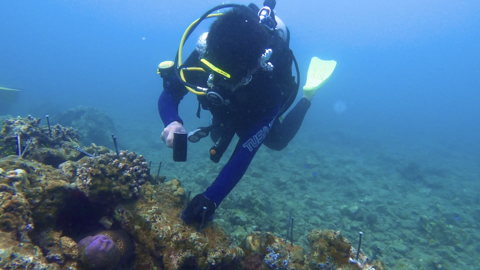 “海底育林人”_fororder_12.巴厘岛电厂珊瑚礁保护和修复