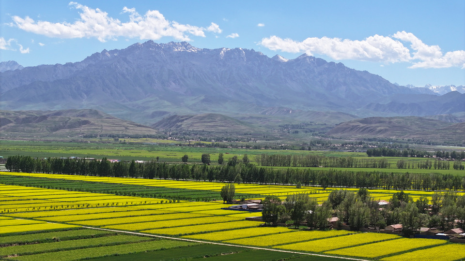 【原创】甘肃张掖民乐：夏日慢时光 油菜花竞开_fororder_DJI_20240624152309_0390_D.JPG