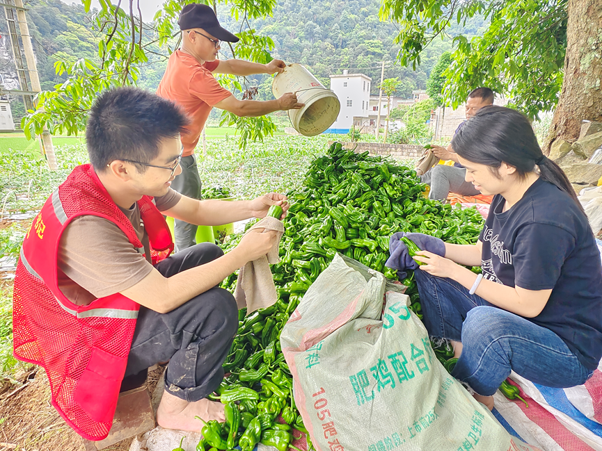 廣西大新:黨建引領聚合力 集體經濟“壯起來”_fororder_圖片1