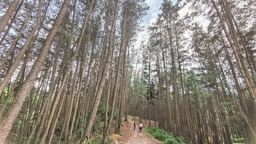 走进大瀑布“森”呼吸 —森林康养产业助推黄果树旅游区拓宽“两山”转化通道
