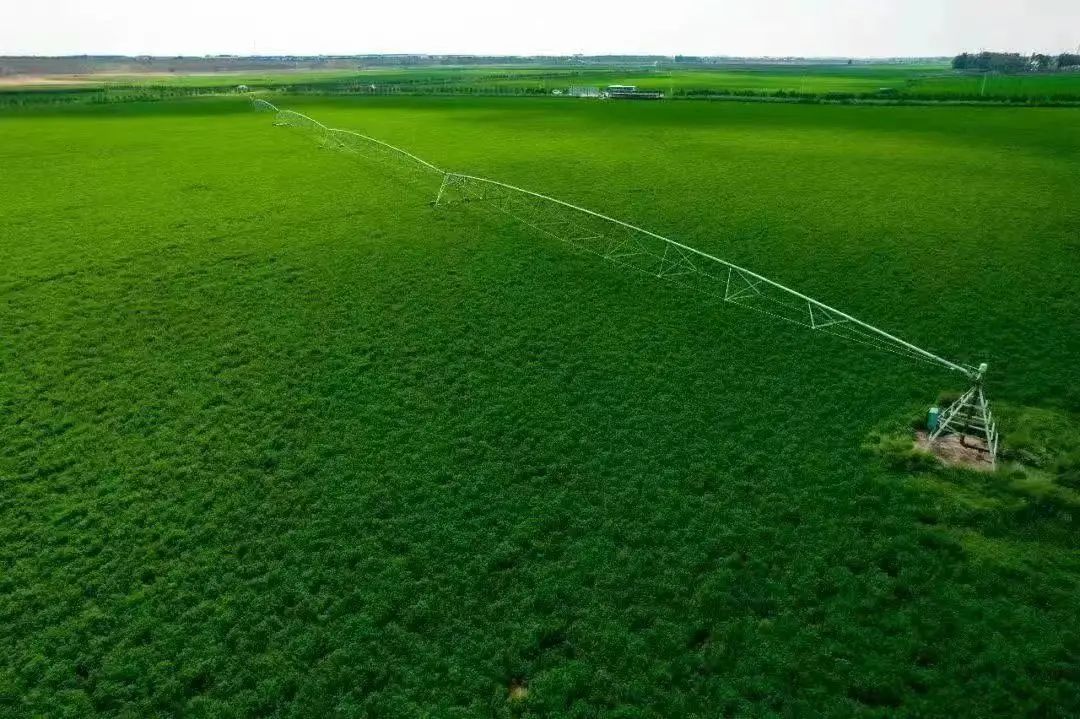 呼和浩特的“草”不一般！_fororder_微信圖片_20240702160128