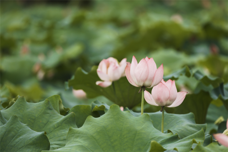 湖北南漳：“荷”你相遇 美在当“夏”_fororder_微信图片_20240703104010