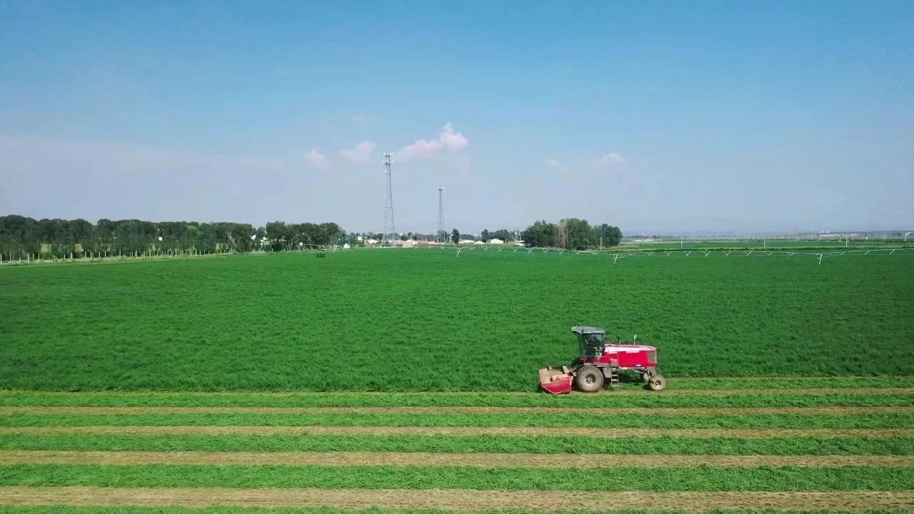 呼和浩特的“草”不一般！_fororder_微信圖片_20240702160109