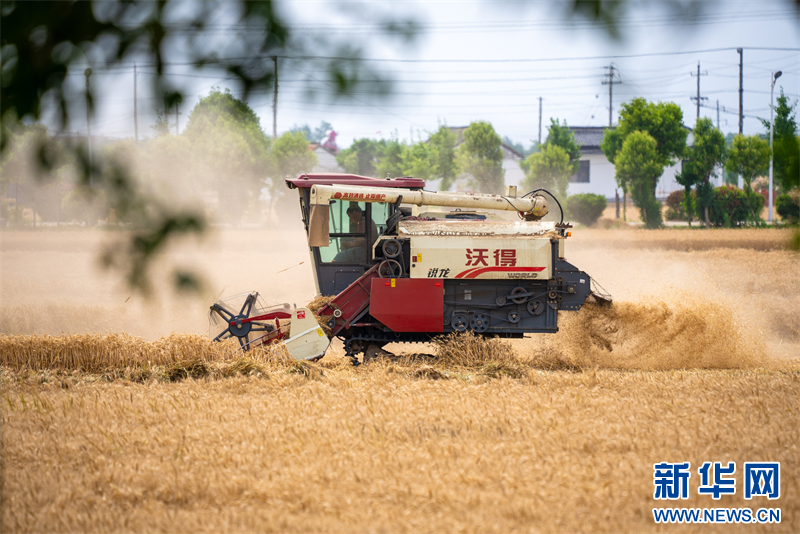 江蘇興化：小麥收穫忙碌 奏響豐收樂章_fororder_202407020ff15ce25dc946dba9b78c65c2108c3d_202407016d8ab2542e564b9caeb34e5ed3b10c4a