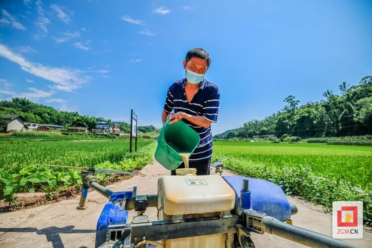 （转载）无人机“飞防” 为这个富顺县琵琶镇水稻标准化栽培“护航”