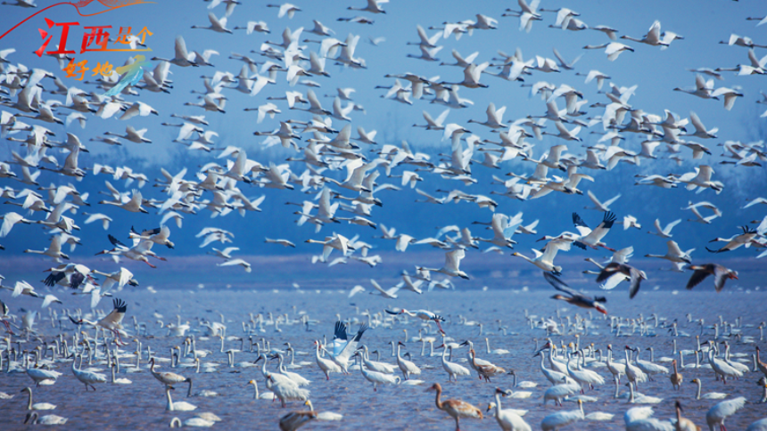 【万千气象看江西】用“新”守护鄱阳湖70万只越冬候鸟