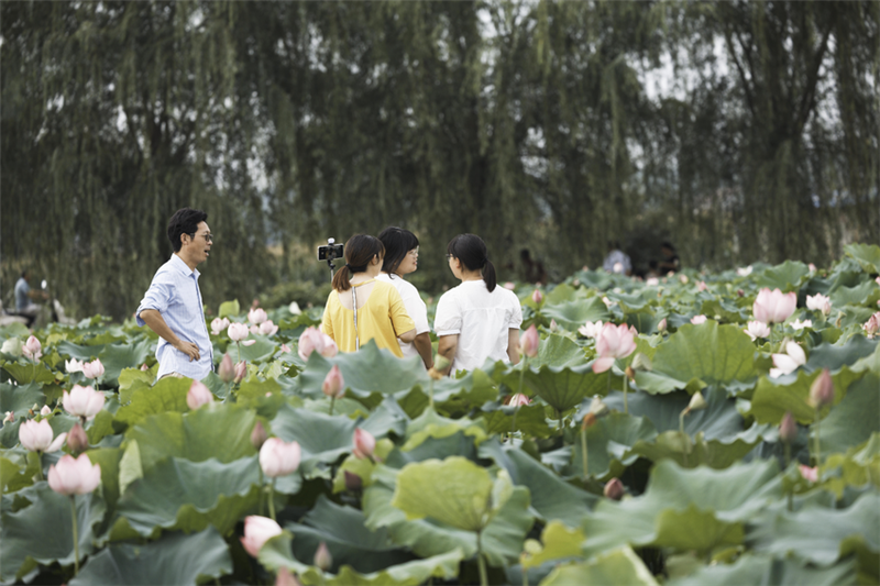 湖北南漳：“荷”你相遇 美在當“夏”_fororder_微信圖片_20240703104058