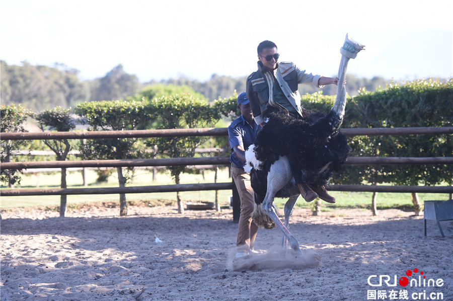 谢霆锋杨紫琼上演"非洲大冒险"锋味骑士pk傲娇鸵鸟