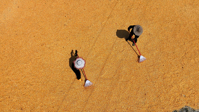 复苏的步伐｜眉山仁寿：天气好　晒粮忙_fororder_图片-2