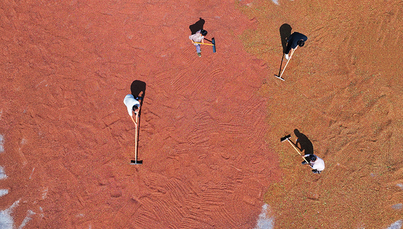 复苏的步伐｜眉山仁寿：天气好　晒粮忙_fororder_图片-5