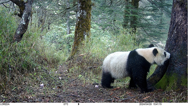 大熊猫国家公园——跨越十年的遇见 Giant Panda National Park: A Decade of Encounters